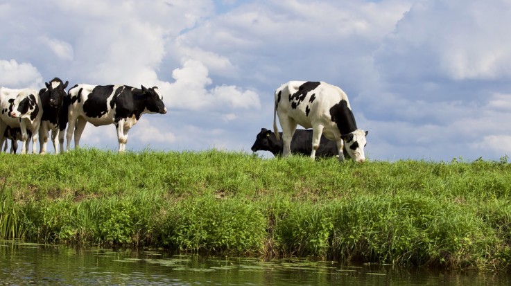 koetjes-zomer-andrews-sykes Eindelijk zomerweer in Nederland!