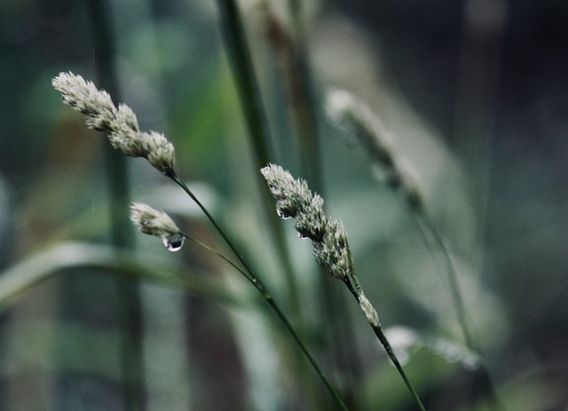 pexels-photo-794578 Uitvaartcentrum koel gehouden tijdens zomerpiek