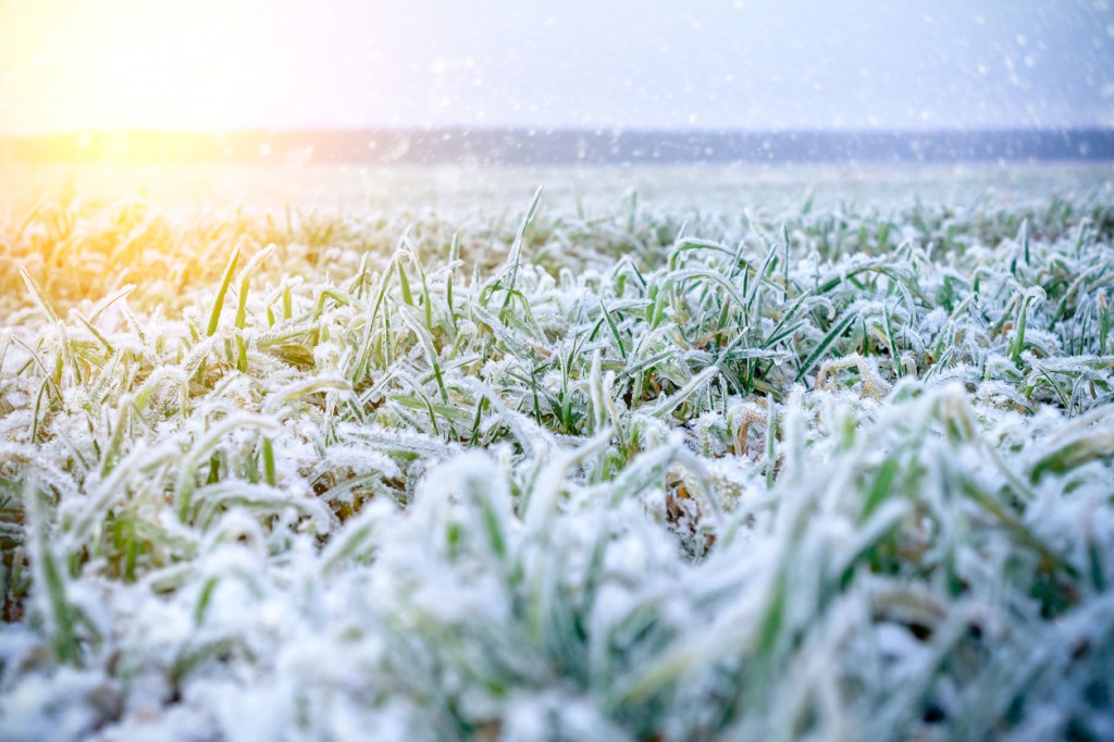 Green grass field covered with frost. Weerman waarschuwt: “het is tijd om je voor te bereiden op barre winterdagen”