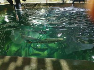 Viskwekerij project: Verwarming voor bassins